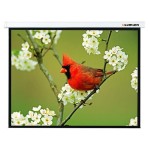 Экран Lumien Master Picture LMP-100108 (настенно-потолочный, 81